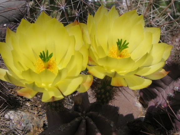 Echinocereus subinermis (5259 відвідувань) Фото и растение Владимира Фоменко (Запорожье) Echinocereus subinermis