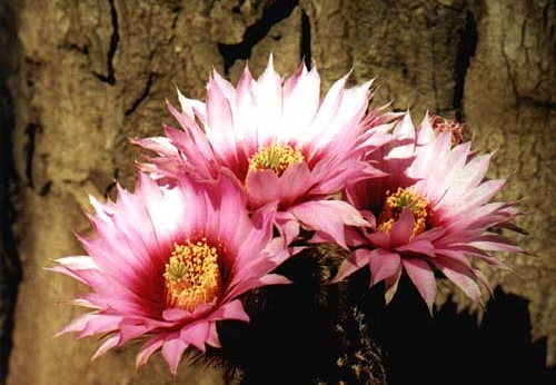 Echinocereus reichenbachii (3230 відвідувань) Фото Арлена Александровича Буренкова (Киев). Растение �... Echinocereus reichenbachii