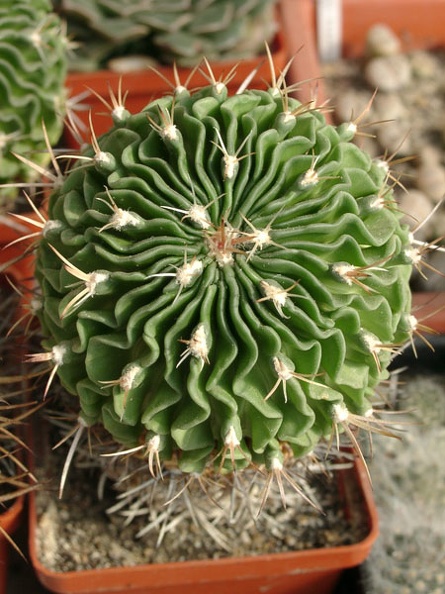 Echinofossulocactus_SP.jpg