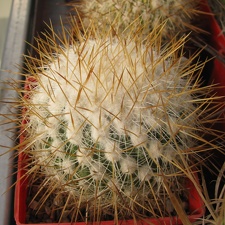 Echinofossulocactus albatus Stenocactus vaupelianus (2671 відвідувань) Echinofossulocactus albatus Stenocactus vaupelianus