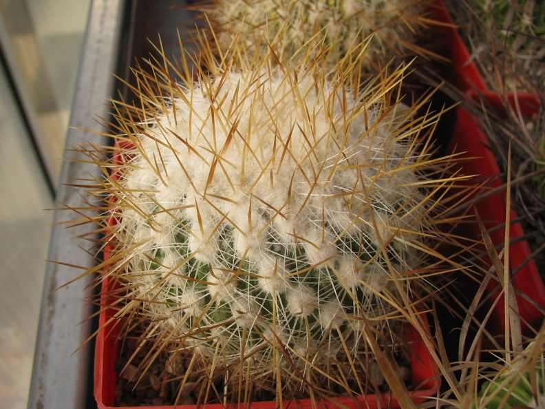 Echinofossulocactus_albatus__Stenocactus_vaupelianus.jpg