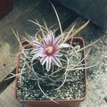 Echinofossulocactus_gladiatus.jpg