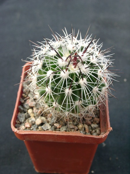 Echinofossulocactus_zacatecasensis_SB18.jpg