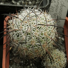 Echinomastus unguispinus (2145 відвідувань) Echinomastus unguispinus