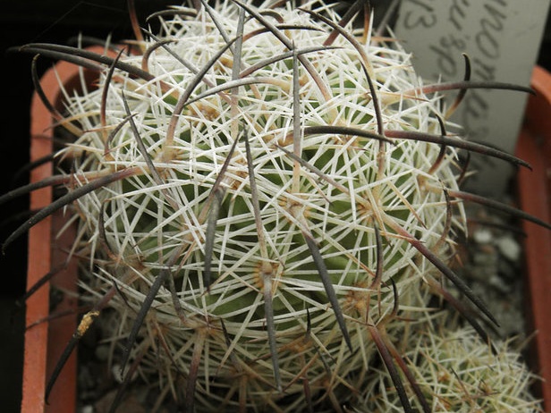 Echinomastus unguispinus (2146 відвідувань) Echinomastus unguispinus