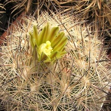 Echinomastus unguispinus Fom FG (2132 відвідувань) Echinomastus unguispinus Fom FG