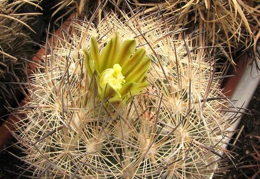 Echinomastus unguispinus Fom FG