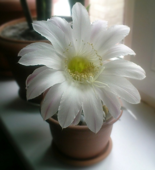 Echinopsis__hybr__Solovieva.JPG