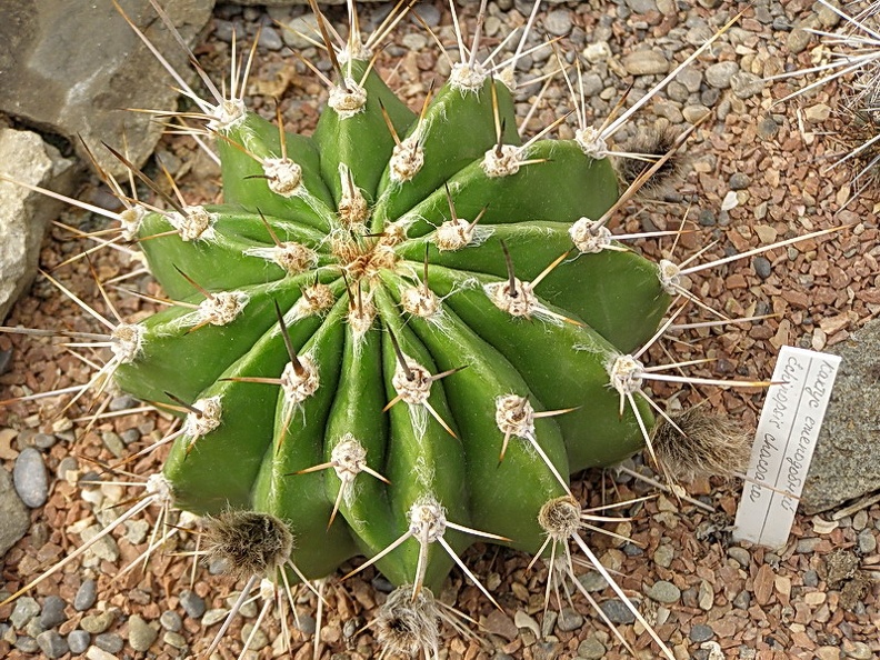 Echinopsis_chacoana.jpg