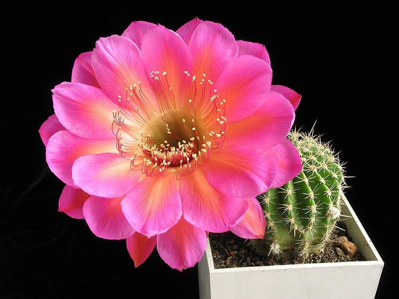 Echinopsis_cv_Icon.JPG