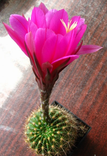 Echinopsis_mamillosa_var_kermesina1.jpg