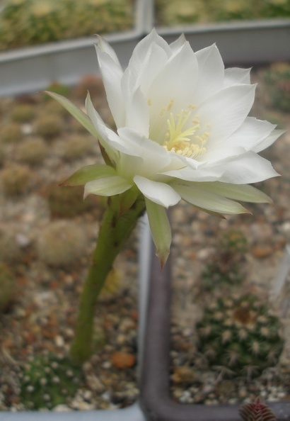 Echinopsis_subdenudata1.JPG