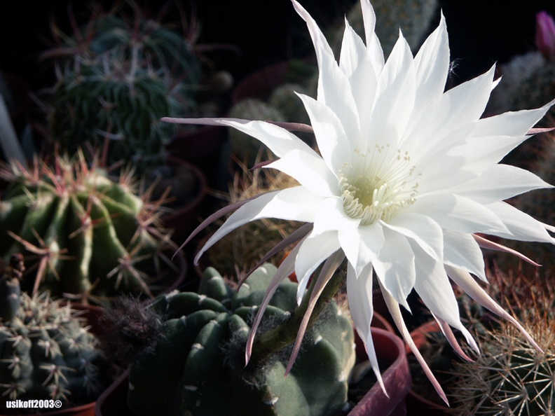 Echinopsis_subdenudata_1.jpg