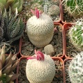 Epithelantha micromeris (2119 відвідувань) Epithelantha micromeris