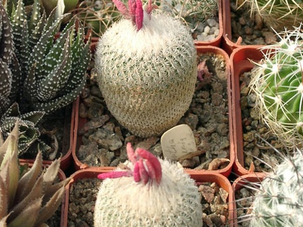 Epithelantha micromeris (2119 відвідувань) Epithelantha micromeris