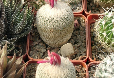 Epithelantha micromeris (2119 відвідувань) Epithelantha micromeris
