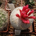 Epithelantha micromeris2 (3124 відвідувань) Epithelantha micromeris2