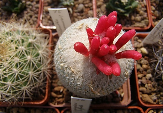 Epithelantha micromeris2 (3121 відвідувань) Epithelantha micromeris2