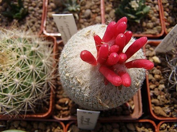 Epithelantha micromeris2 (3124 відвідувань) Epithelantha micromeris2