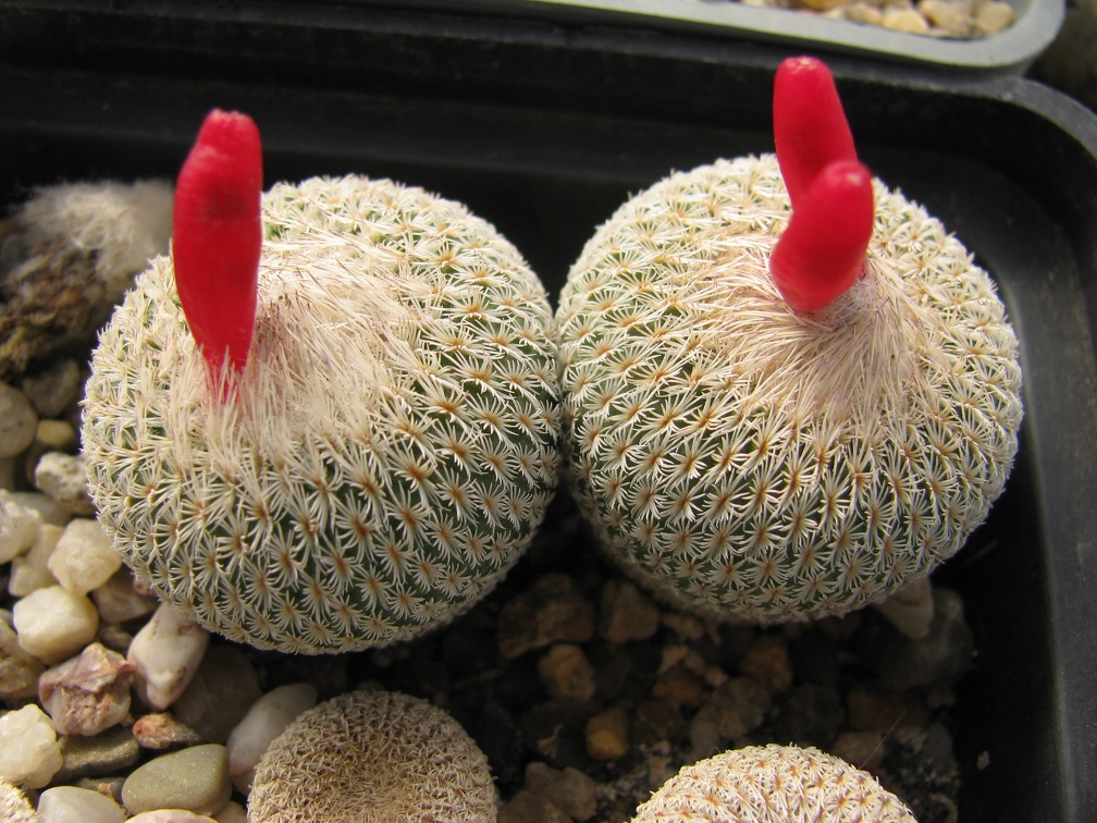 Epithelantha micromeris 001 (2862 відвідувань) Epithelantha micromeris 001