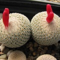 Epithelantha micromeris 001 (2862 відвідувань) Epithelantha micromeris 001