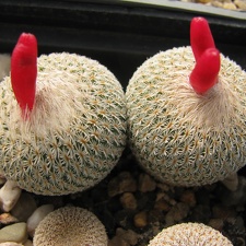 Epithelantha micromeris 001 (2865 відвідувань) Epithelantha micromeris 001