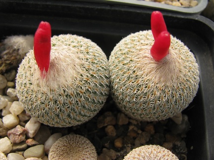 Epithelantha micromeris 001 (2862 відвідувань) Epithelantha micromeris 001