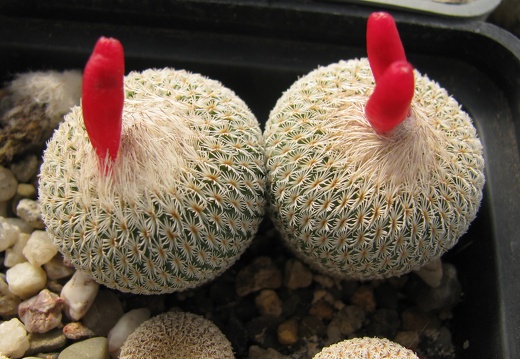 Epithelantha micromeris 001 (2861 відвідувань) Epithelantha micromeris 001