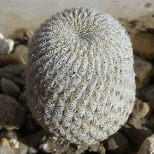 Epithelantha micromeris PAN4774 Navajo  FG