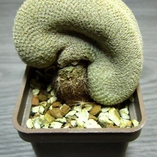 Epithelantha micromeris fa cristata (2108 відвідувань) Epithelantha micromeris fa cristata