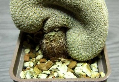 Epithelantha micromeris fa cristata (2108 відвідувань) Epithelantha micromeris fa cristata