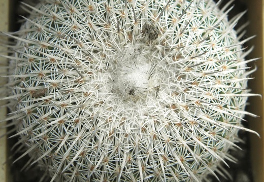 Epithelantha micromeris ssp unguispina (2089 відвідувань) Epithelantha micromeris ssp unguispina