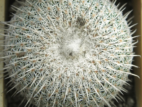 Epithelantha micromeris ssp unguispina (2090 відвідувань) Epithelantha micromeris ssp unguispina