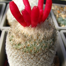 Epithelantha micromeris v rufispina (2511 відвідувань) Epithelantha micromeris v rufispina