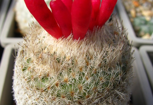 Epithelantha micromeris v rufispina (2511 відвідувань) Epithelantha micromeris v rufispina