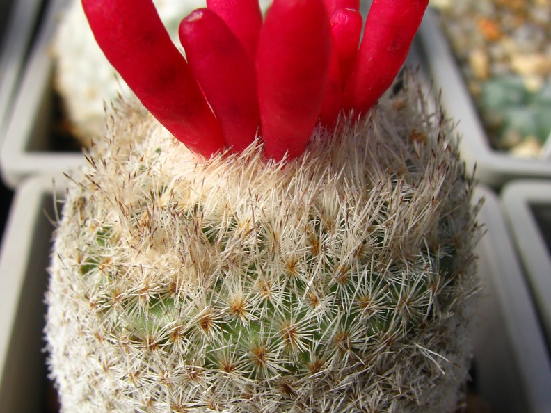 Epithelantha micromeris v rufispina (2511 відвідувань) Epithelantha micromeris v rufispina