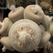 Epithelantha micromeris var bokei (2590 відвідувань) Epithelantha micromeris var bokei