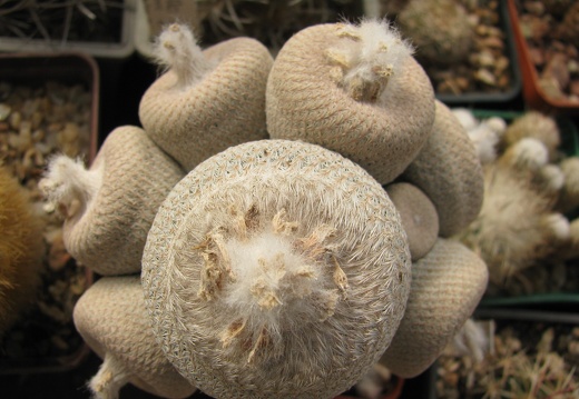 Epithelantha micromeris var bokei (2590 відвідувань) Epithelantha micromeris var bokei
