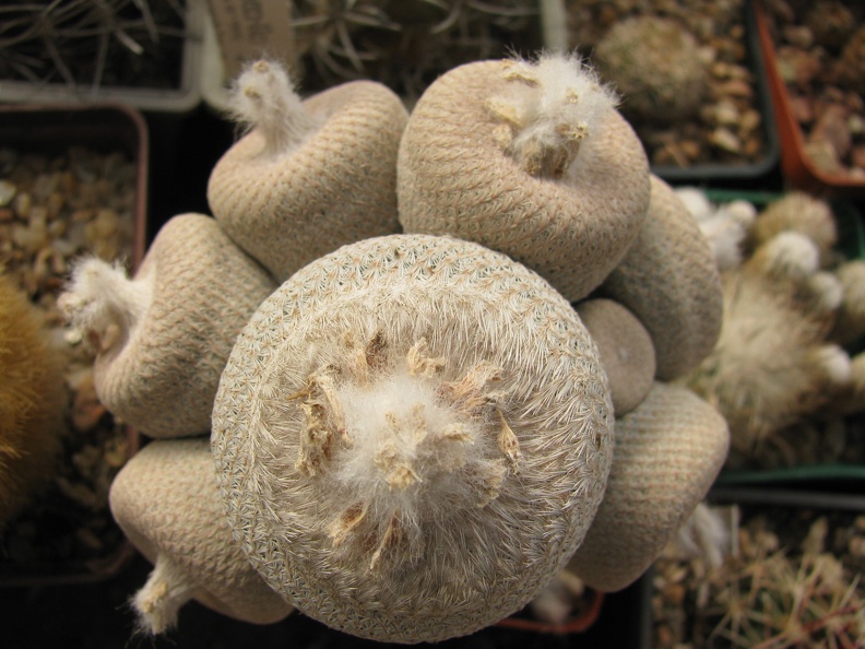 Epithelantha micromeris var bokei (2590 відвідувань) Epithelantha micromeris var bokei