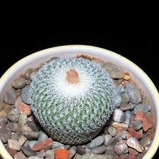 Ph Epithelantha micromeris SB 1327 VitNat (1945 відвідувань) Ph Epithelantha micromeris SB 1327 VitNat