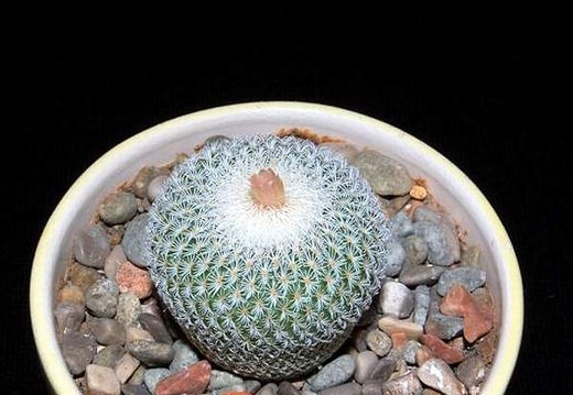 Ph Epithelantha micromeris SB 1327 VitNat (1944 відвідувань) Ph Epithelantha micromeris SB 1327 VitNat