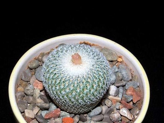 Ph Epithelantha micromeris SB 1327 VitNat (1944 відвідувань) Ph Epithelantha micromeris SB 1327 VitNat