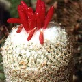 Epithelantha micromeris v. rufispina (3078 відвідувань) Фото и растение Александра и Сергея Червинко (Винница) Epithelantha micromeris v. rufispina