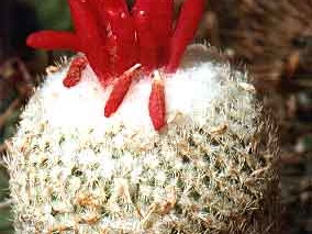 Epithelantha micromeris v. rufispina (3078 відвідувань) Фото и растение Александра и Сергея Червинко (Винница) Epithelantha micromeris v. rufispina