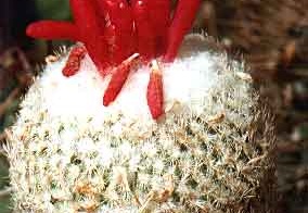 Epithelantha micromeris v. rufispina (3077 відвідувань) Фото и растение Александра и Сергея Червинко (Винница) Epithelantha micromeris v. rufispina