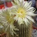 Eriocactus leninghausii (3208 відвідувань) Eriocactus leninghausii