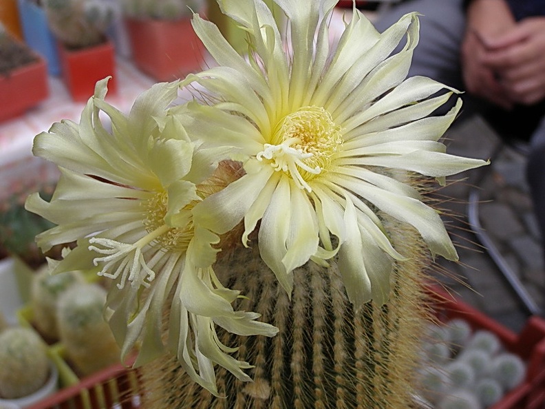 Eriocactus_leninghausii.jpg