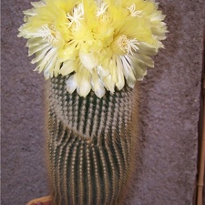 Eriocactus leninghausii - Tamara (2296 відвідувань) Eriocactus leninghausii - Tamara