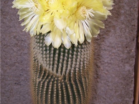 Eriocactus leninghausii - Tamara (2296 відвідувань) Eriocactus leninghausii - Tamara