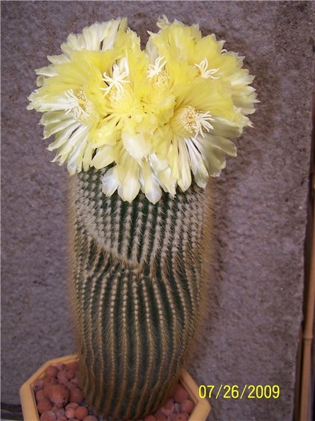 Eriocactus_leninghausii_-_Tamara.jpg